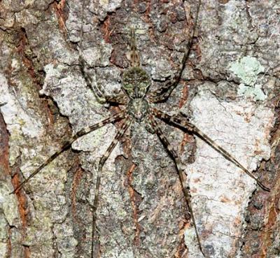 Two-tailed Spiders - Hersiliidae