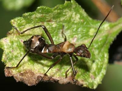 Nymph of a broadheaded bug, family Alydidae.-Hyalymenus tarsatus