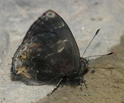 Black Hairstreak - Ocaria ocrisia