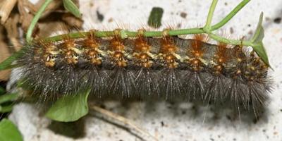 8131 - Salt Marsh Caterpillar - Estigmene acrea