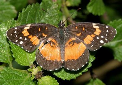 Bordered Patch - Chlosyne lacinia