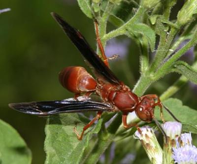 Polistes carolina