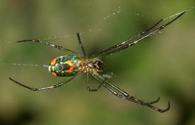  Orchard Spider - Leucauge venusta