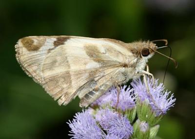 Laviana White-Skipper - Heliopetes laviana