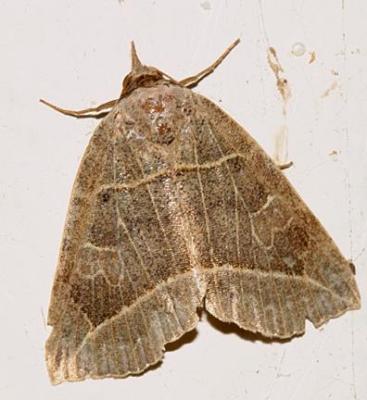 8493 -- Thin-lined Owlet Moth -- Isogona tenuis