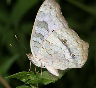 White Peacock - Anartia jatrophae