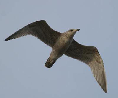 Immature Herring Gull