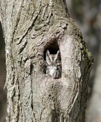 Eastern Screech Owl - Otis asio