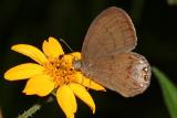 Nabokov's Satyr - Cyllopsis pyracmon