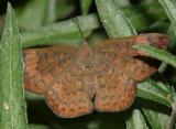 Falcate Metalmark - Emesis tenedia