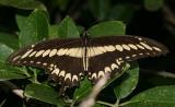Ornythion Swallowtail - Papilio ornythion