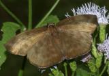 Pale Sicklewing - Achlyodes pallida