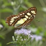 Malachite - Siproeta stelenes