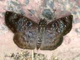 Blue-studded Skipper - Sostrata nordica