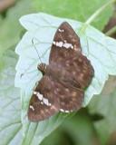 Stalling's Flat - Celaenorrhinus stallingsi