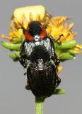 Rutelinae - Strigoderma sulcipennis