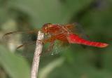 Neon Skimmer - Libellula croceipennis