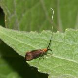 0227 - Southern Longhorn Moth - Adela caeruleella