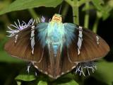 Two-barred Flasher - Astraptes fulgerator