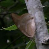One-spotted Prepona - Archaeoprepona demophon