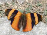 Common Banner - Epiphile adrasta