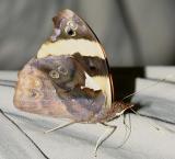 Common Banner - Epiphile adrasta