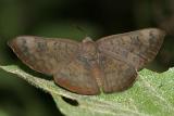 Falcate Metalmark - Emesis tenedia