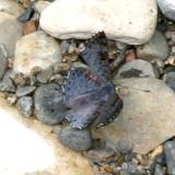 Black-patched Bluemark - Lasaia agesilas