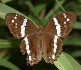 Banded Peacock - Anartia fatima