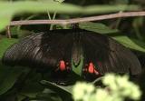 Ruby-spotted Swallowtail - Papilio anchisiades