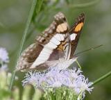Silver Emperor female - Doxocopa laure