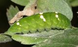 Doxocopa sp. - Emperor butterfly