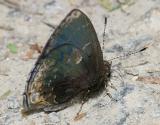 Black Hairstreak - Ocaria ocrisia