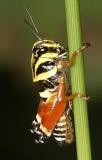 Aztec Spur-throat - Aidemona azteca