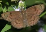 Hermit Skipper - Grais stigmaticus