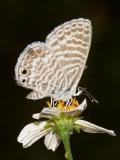 Marine Blue - Leptotes marina