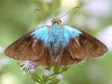 Gilbert's Flasher - Astraptes gilberti