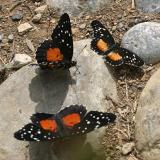 (2) Crimson Patch (Chlosyne janais), (1) Rosita Patch (Chlosyne rosita)