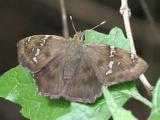 Potrillo Skipper - Cabares potrillo