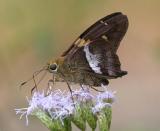Gold-spotted Aguna - Aguna asander