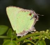 Clench's Greenstreak - Cyanophrys miserabilis