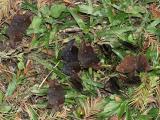 Sickle-winged Skippers - Achlyodes thraso