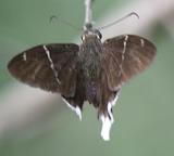 White-tailed Longtail - Urbanus doryssus