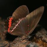 Red Rim - Biblis hyperia