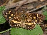 Pale-banded Crescent - Anthanassa tulcis