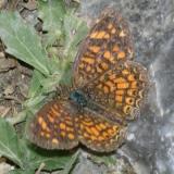 Vesta Crescent - Phyciodes vesta