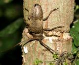 Huisache Girdler - Oncideres pustulata at work