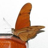 Julia Heliconian (Dryas iulia) flirting with the bus turn signal