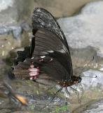 Ruby-spotted Swallowtail - Papilio anchisiades