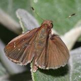 Clouded Skipper - Lerema accius (male)